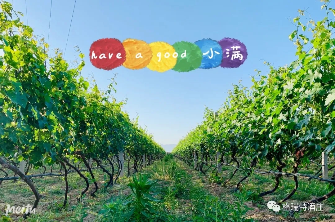 記錄小滿時節(jié)的酒莊、怎一美字了得！