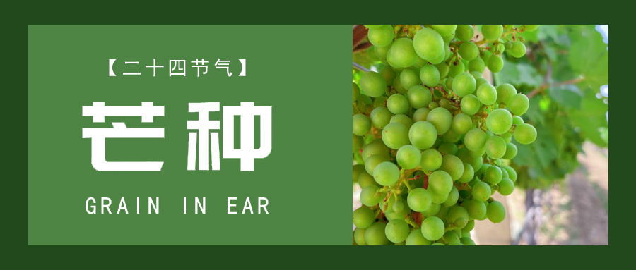 芒種 ▎忙終有獲，種得其所