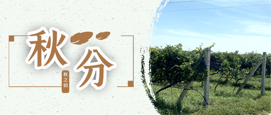 秋分 ▎秋分載萬物，葡園話豐收